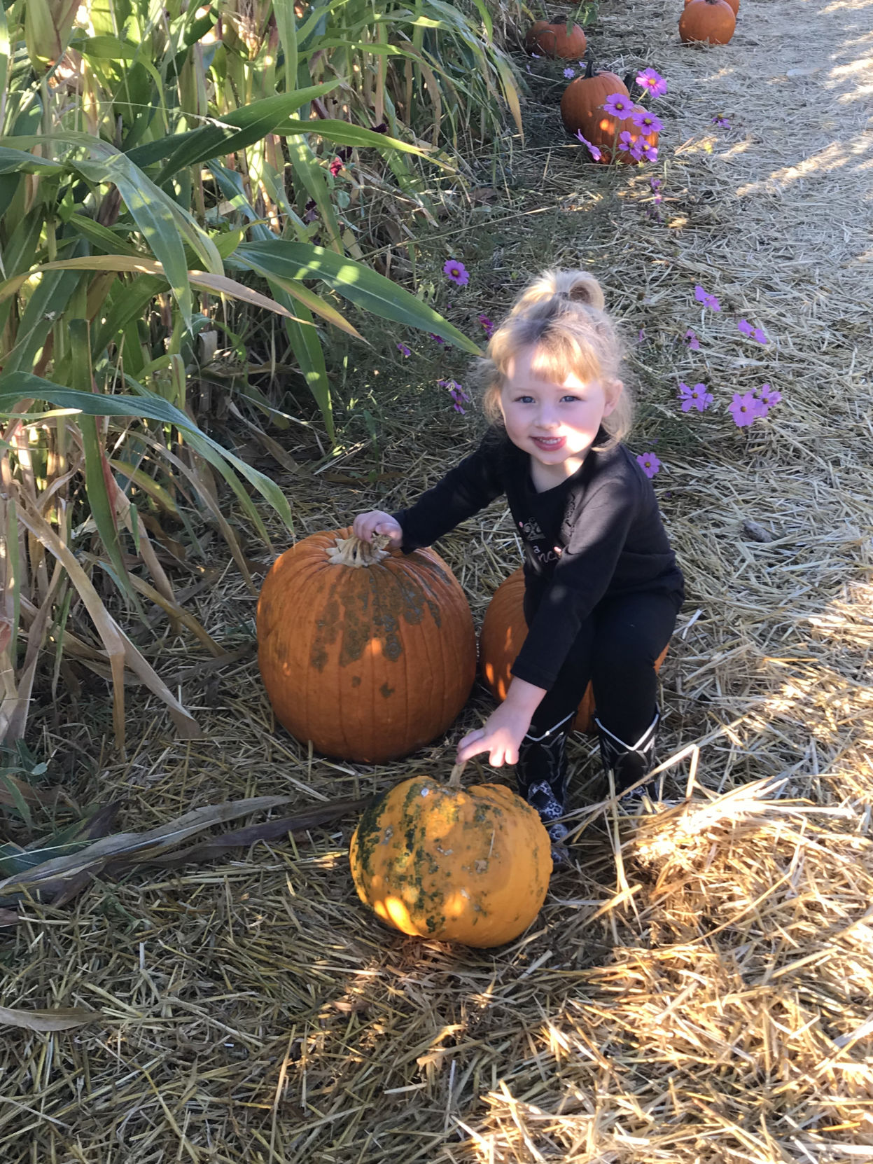 Picking Pumpkins 2017